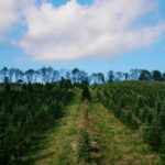 Sweet_Providence_ChooseAndCut