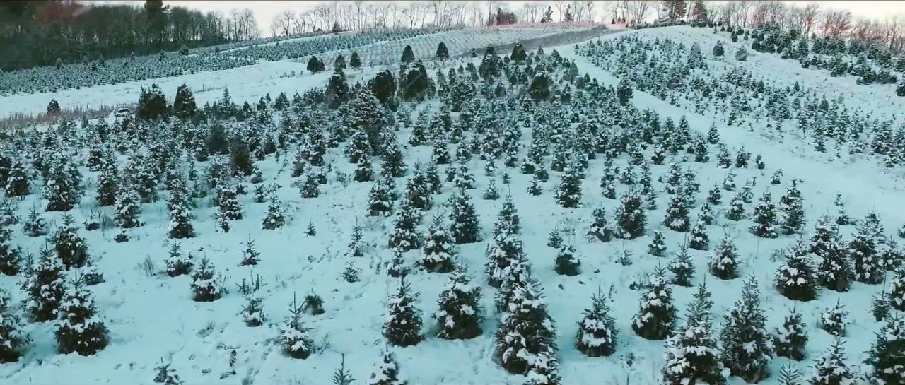 Drone view of the farm in snow: rows of young Christmas trees running up the hill, bare hardwoods and a pink dawn sky behind