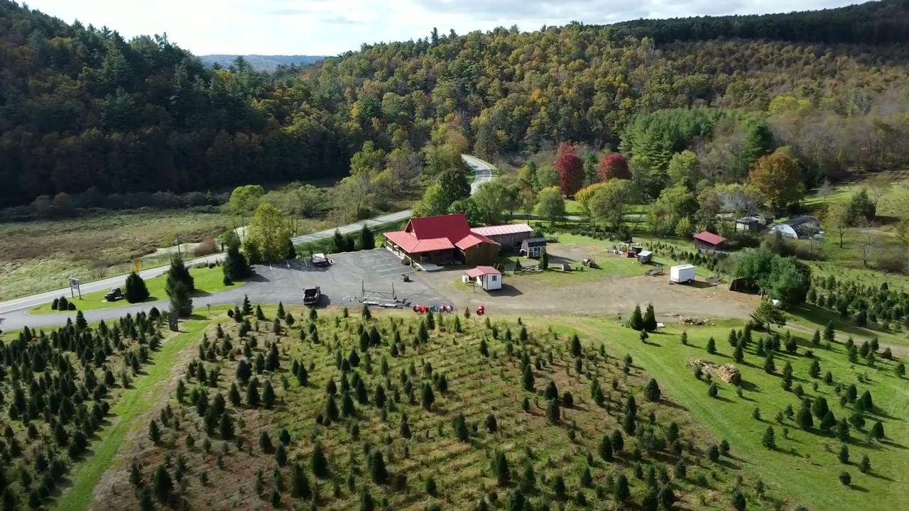 Drone view of the farm in October: rows of Christmas trees on the hillside, the red-roof store and the parking lot ahead, the Blue Ridge turning color behind
