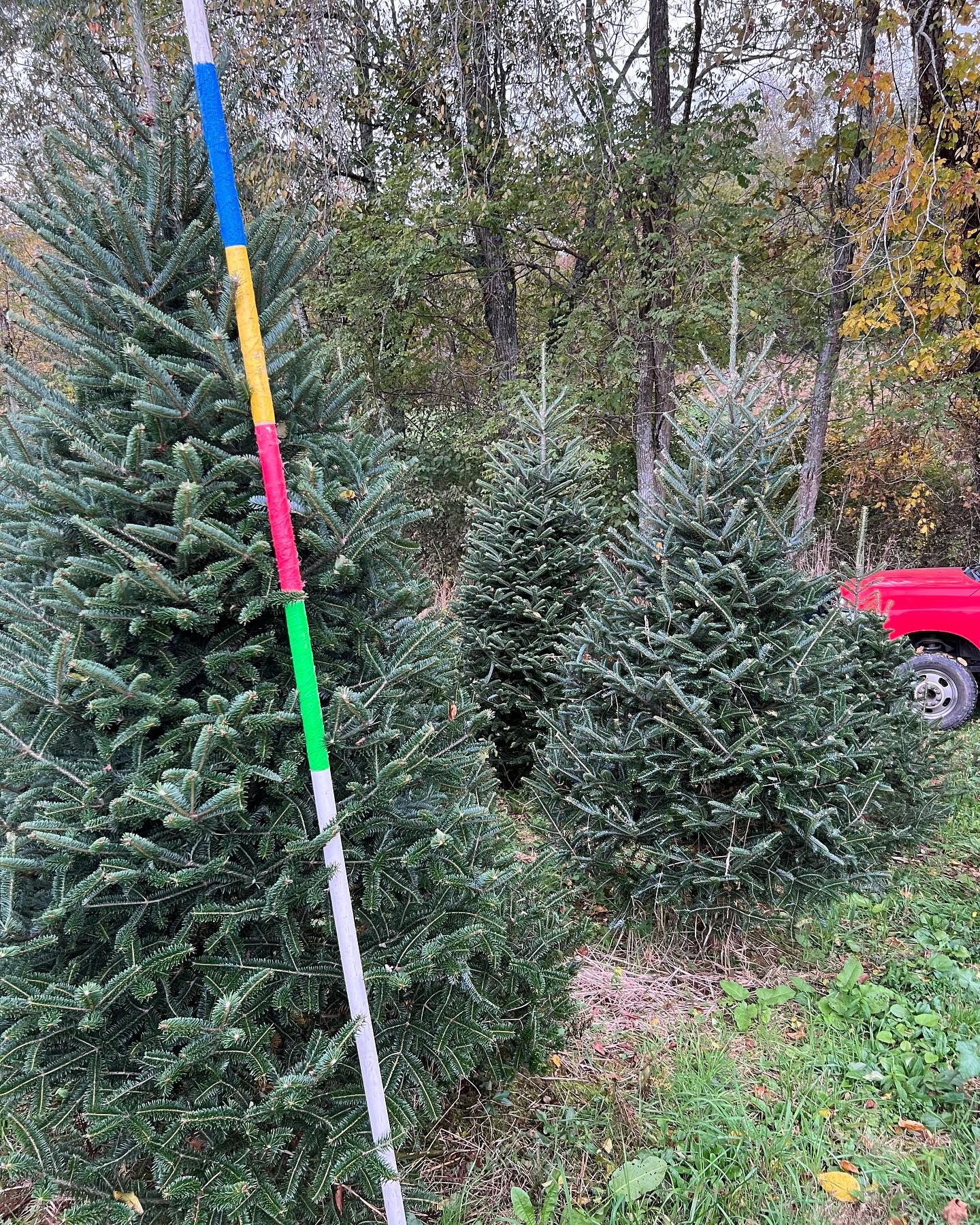 The farm’s measuring pole with its colored foot bands, green, red, yellow and blue showing, held against a Fraser Fir in the rows