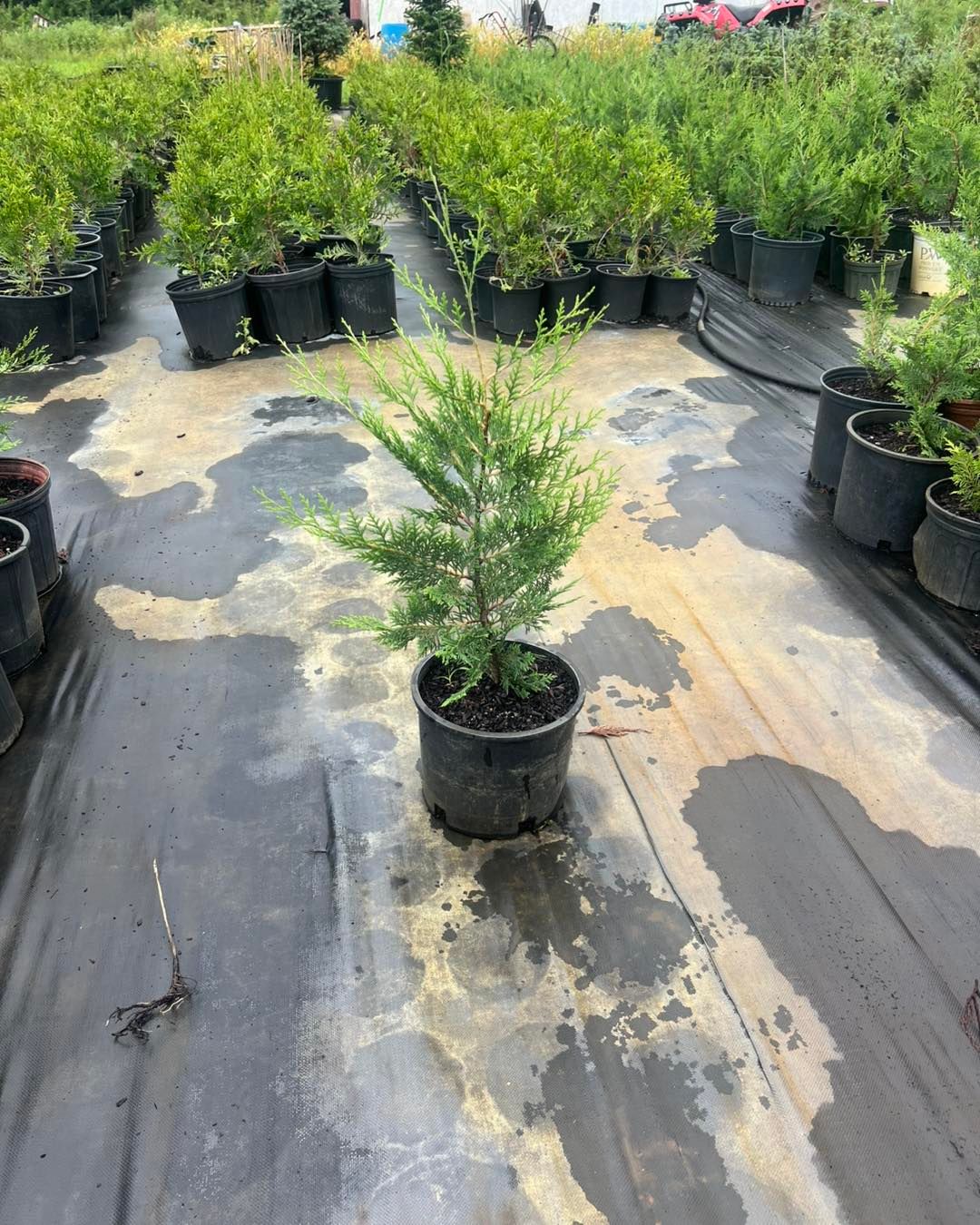 A young potted evergreen in a black nursery pot, rows of potted trees behind it