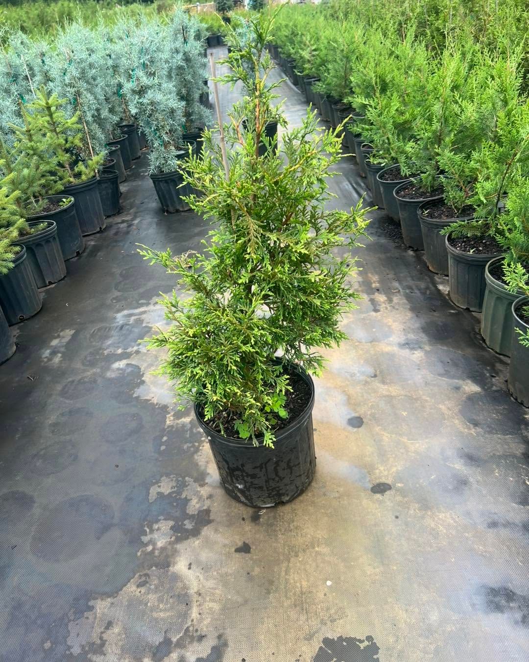 Rows of potted young evergreens in the nursery