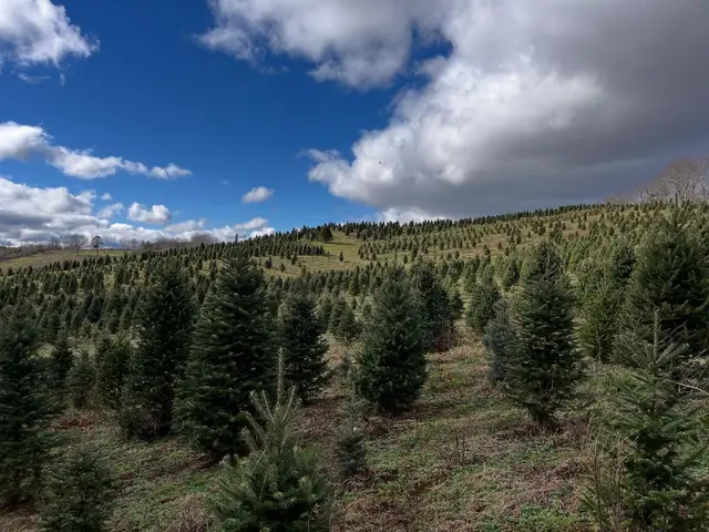 Tree rows under a big sky